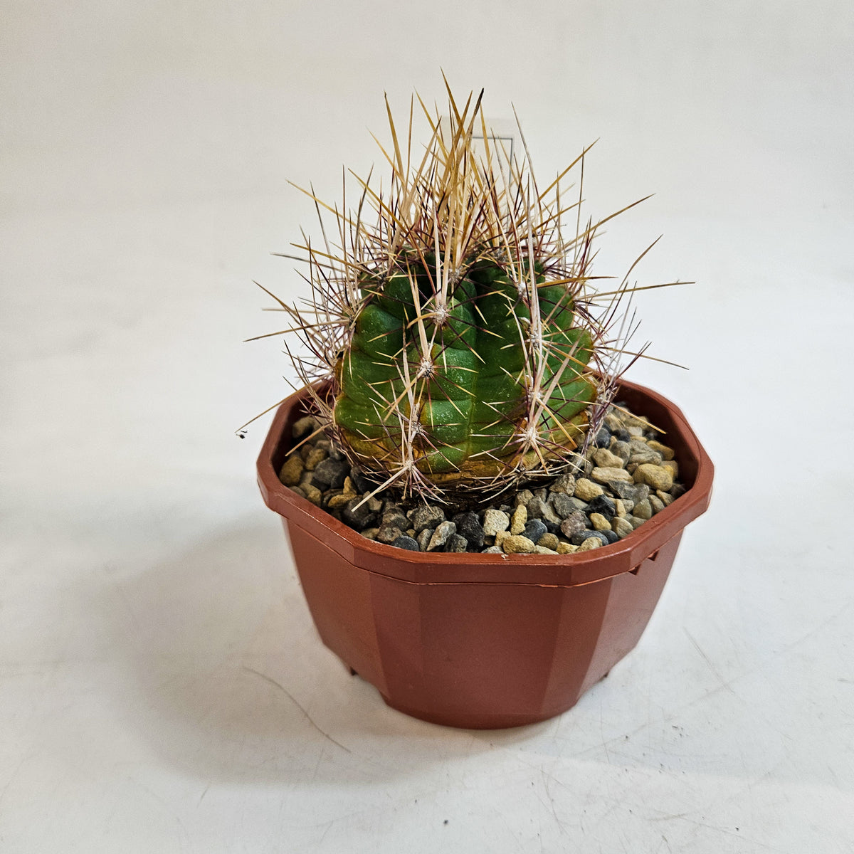 Cacti from Curious Cacti, Choose one from our selection
