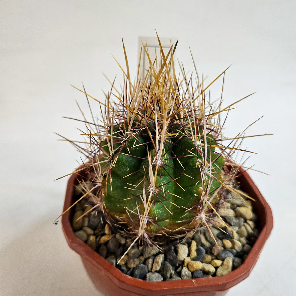 Cacti from Curious Cacti, Choose one from our selection