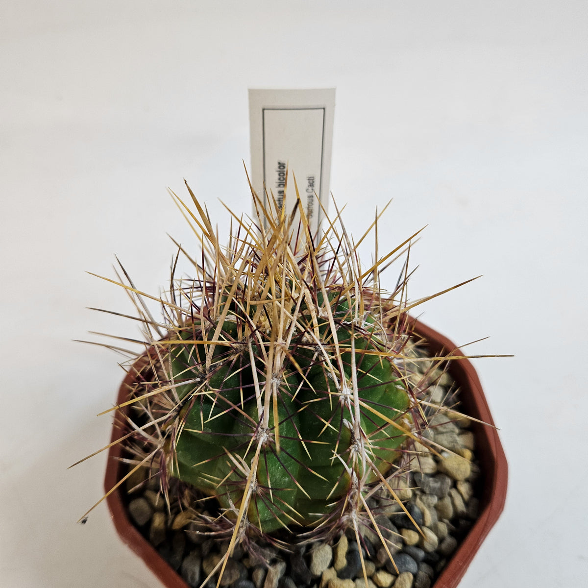 Cacti from Curious Cacti, Choose one from our selection