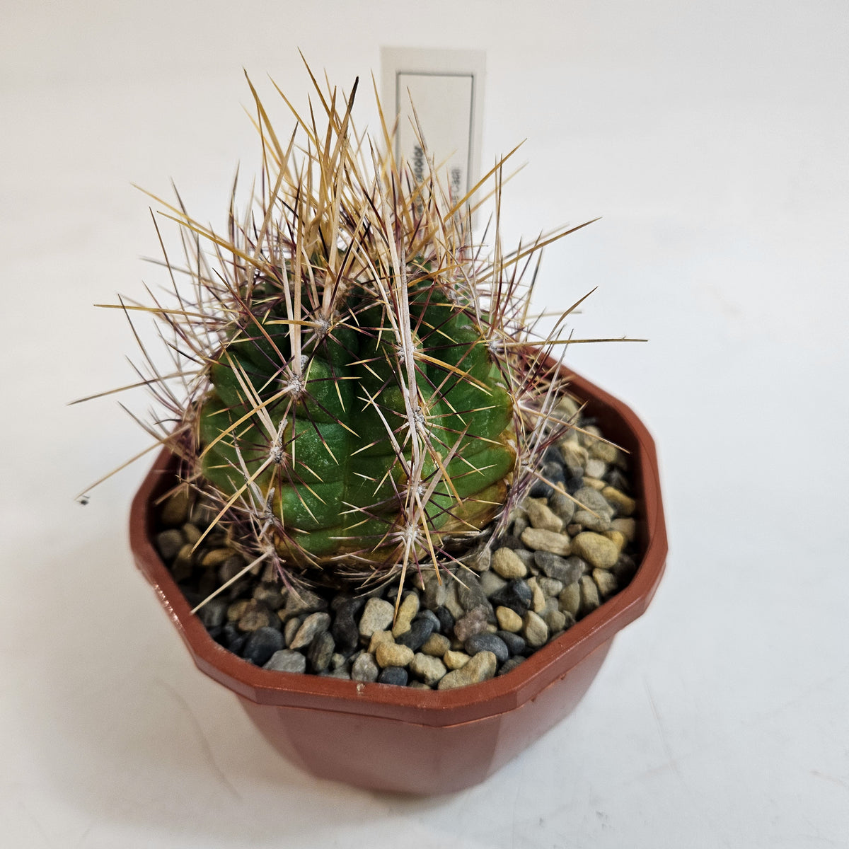 Cacti from Curious Cacti, Choose one from our selection