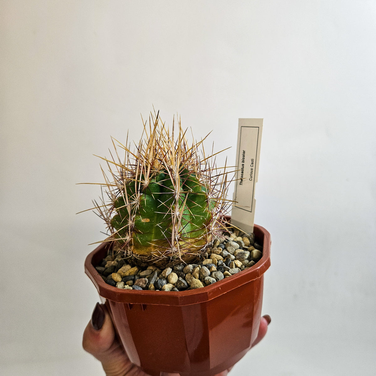 Cacti from Curious Cacti, Choose one from our selection