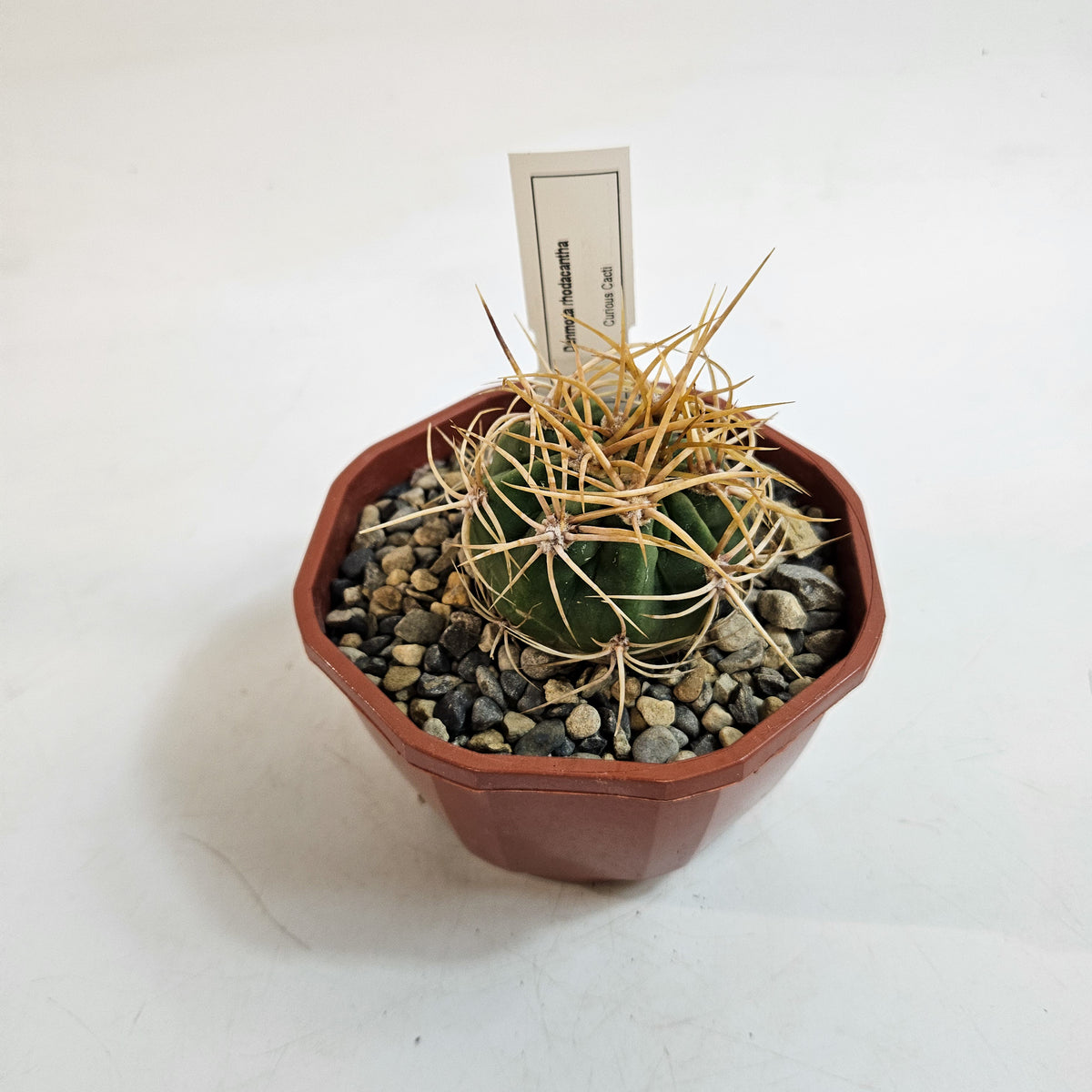 Cacti from Curious Cacti, Choose one from our selection
