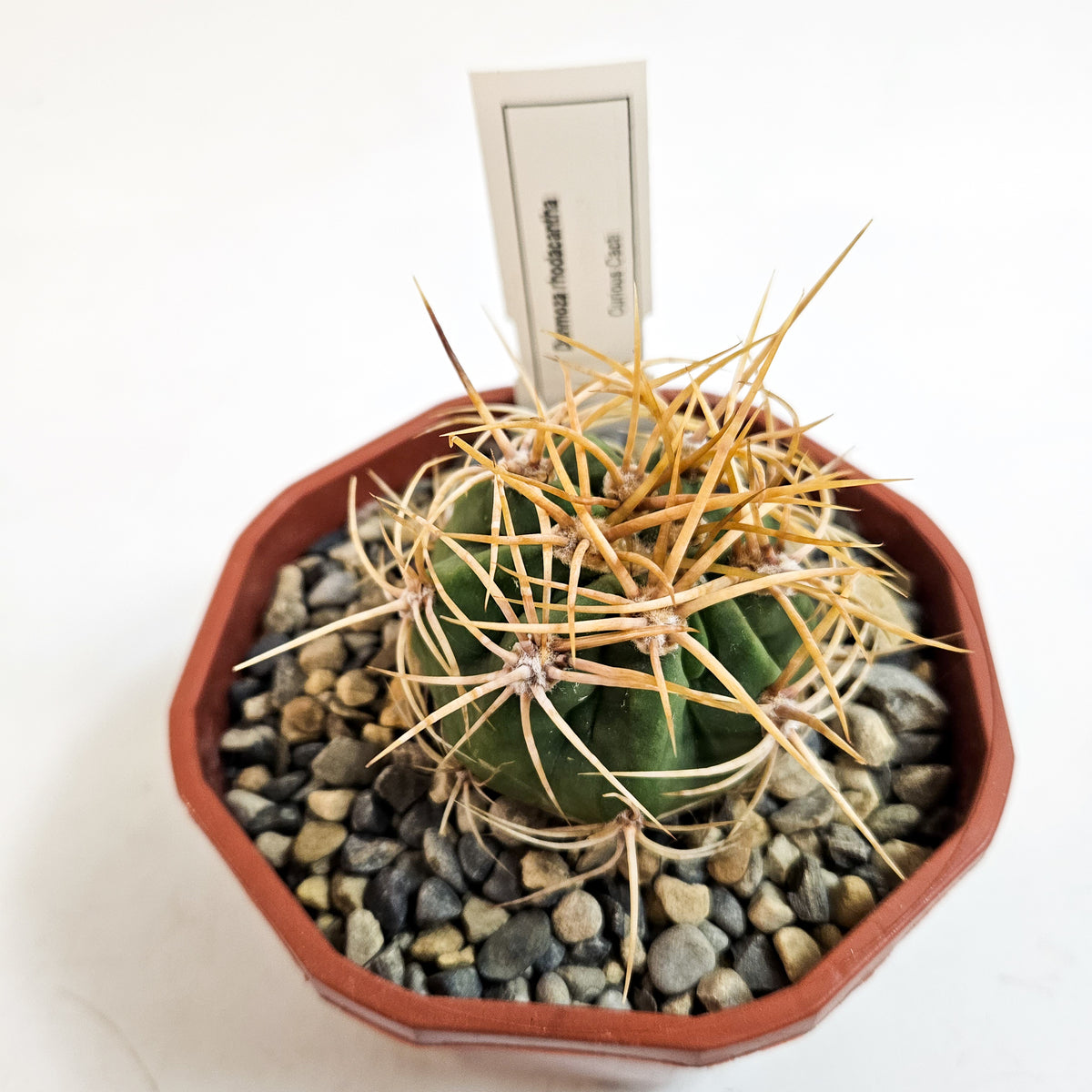 Cacti from Curious Cacti, Choose one from our selection