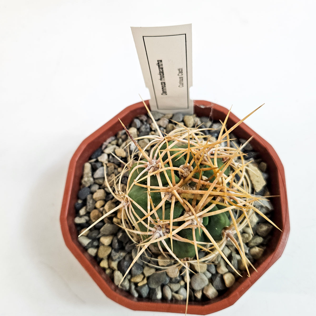 Cacti from Curious Cacti, Choose one from our selection