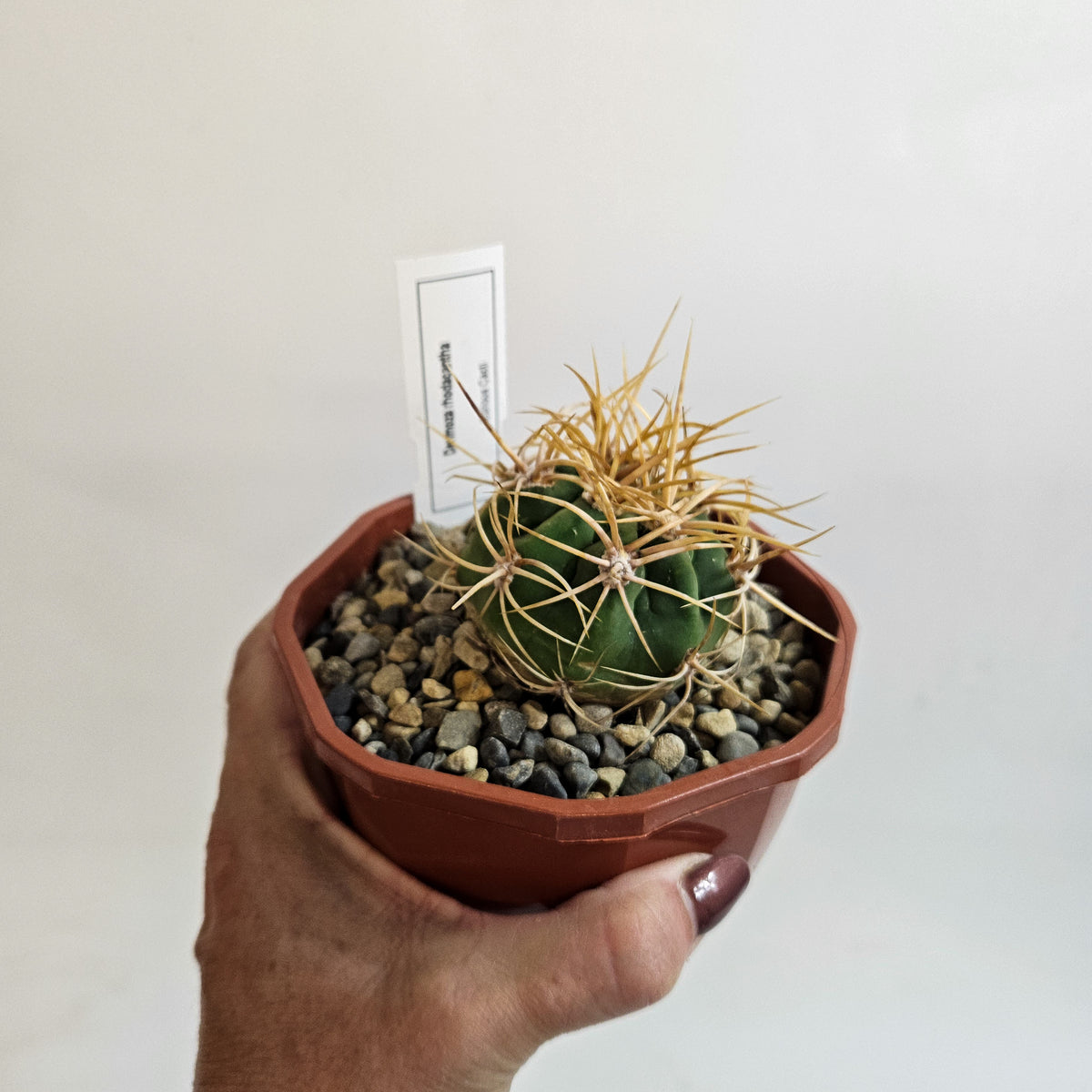 Cacti from Curious Cacti, Choose one from our selection