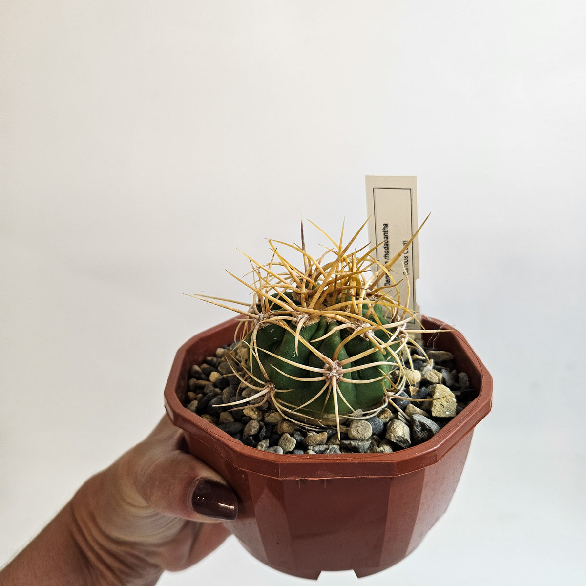 Cacti from Curious Cacti, Choose one from our selection