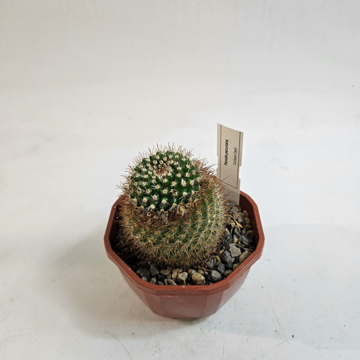 Cacti from Curious Cacti, Choose one from our selection