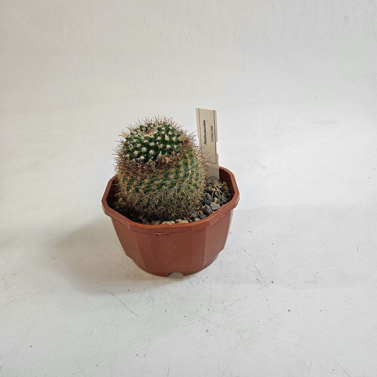Cacti from Curious Cacti, Choose one from our selection