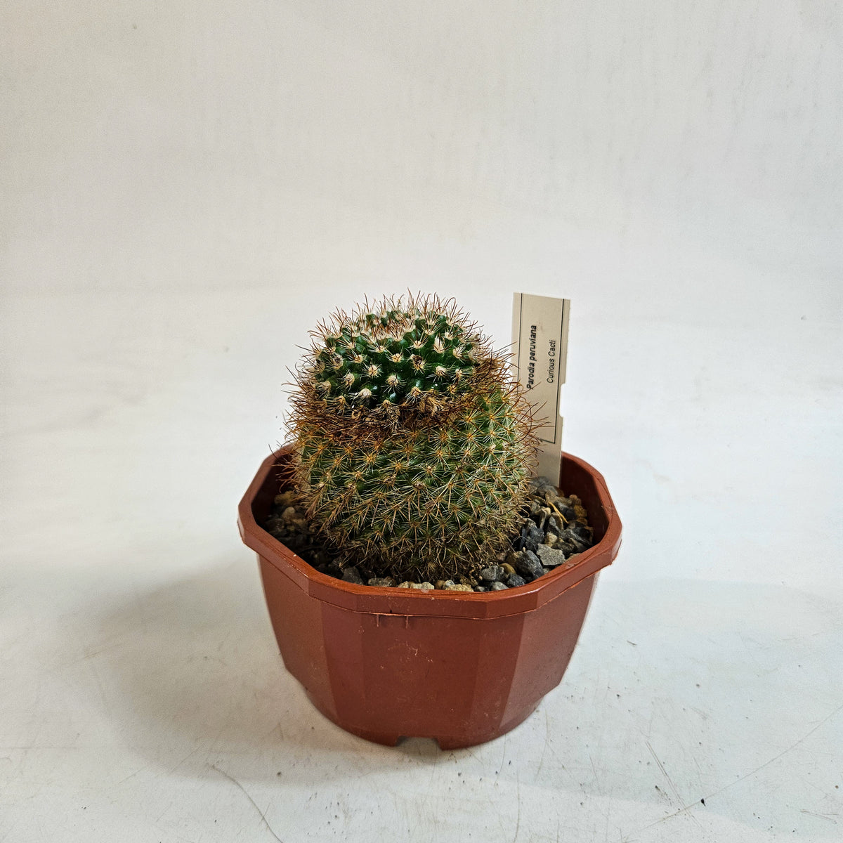 Cacti from Curious Cacti, Choose one from our selection
