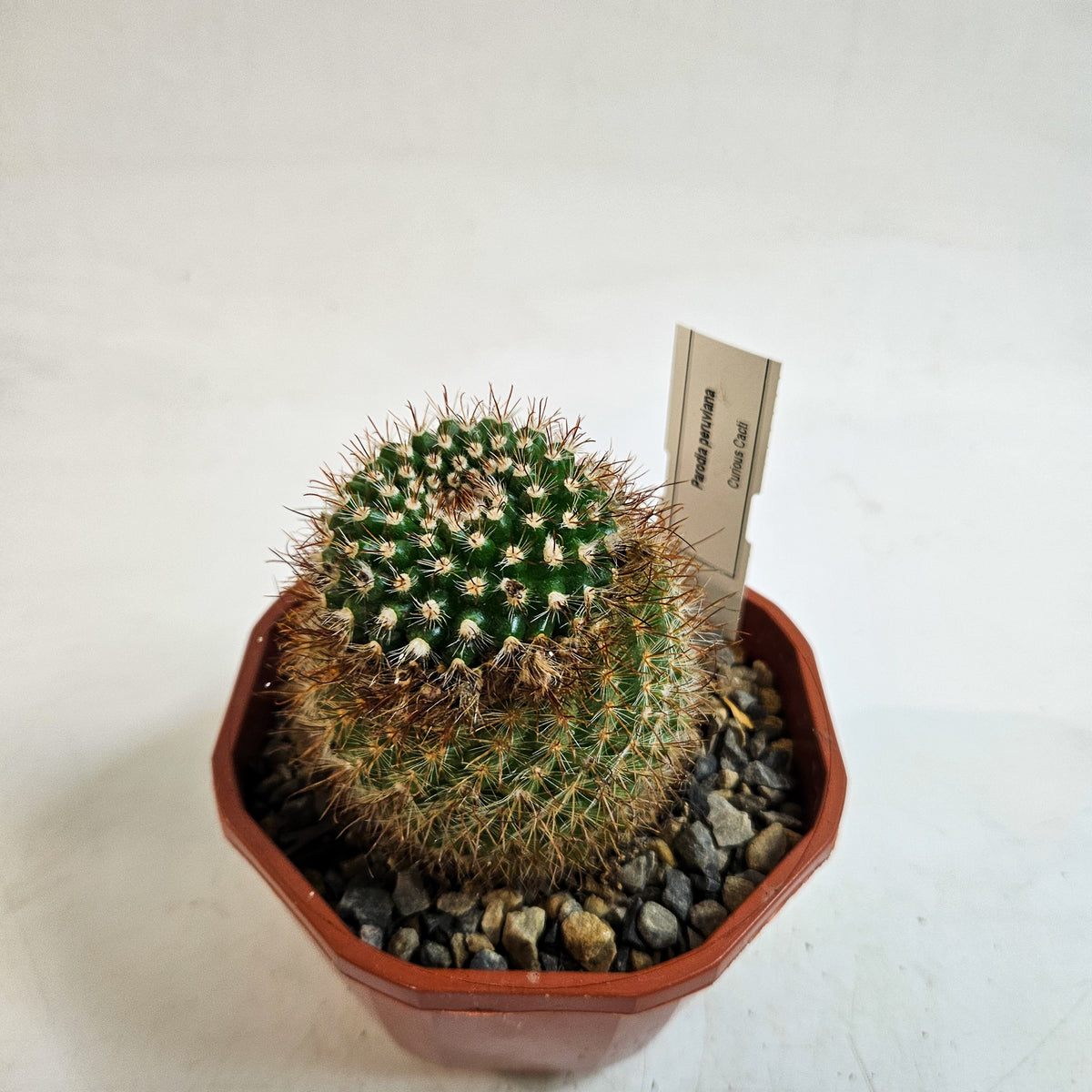 Cacti from Curious Cacti, Choose one from our selection