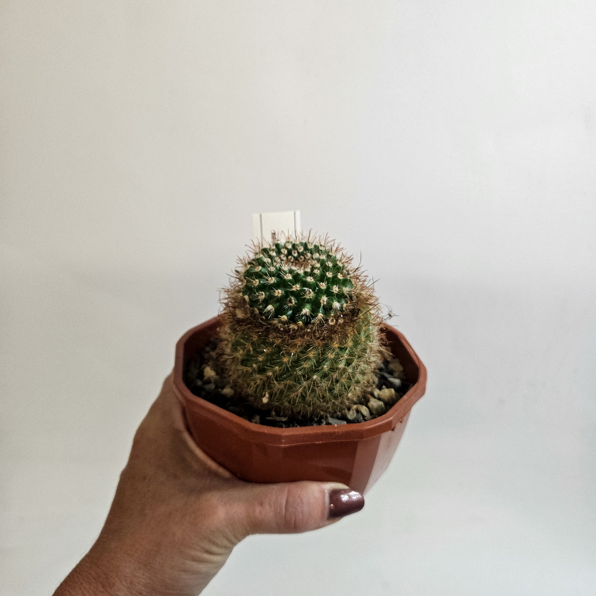 Cacti from Curious Cacti, Choose one from our selection