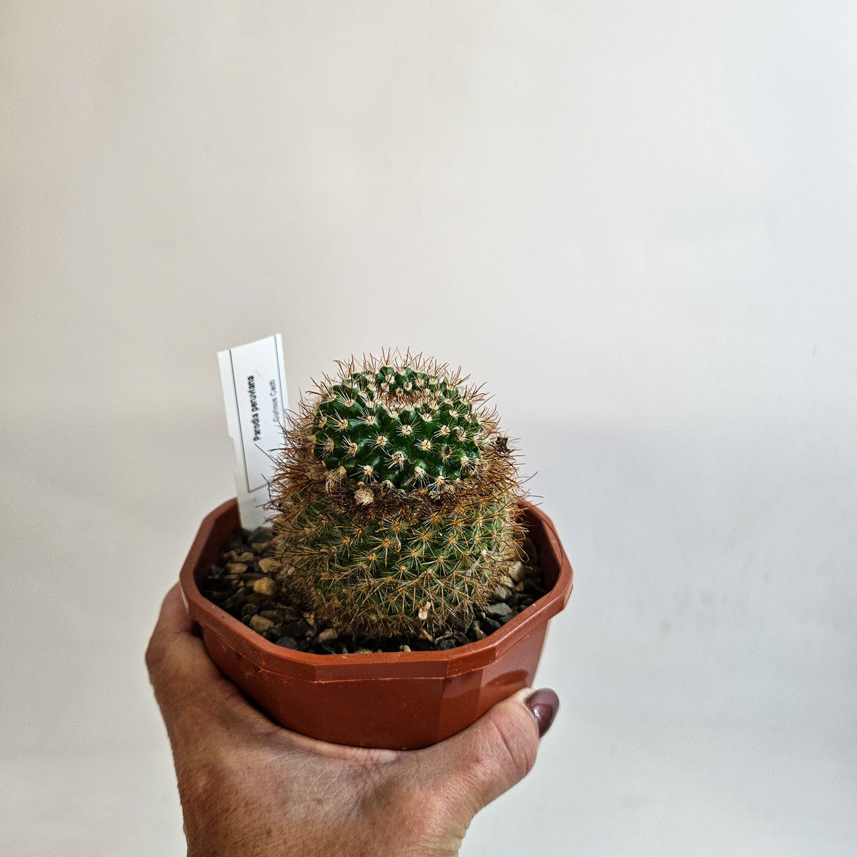 Cacti from Curious Cacti, Choose one from our selection