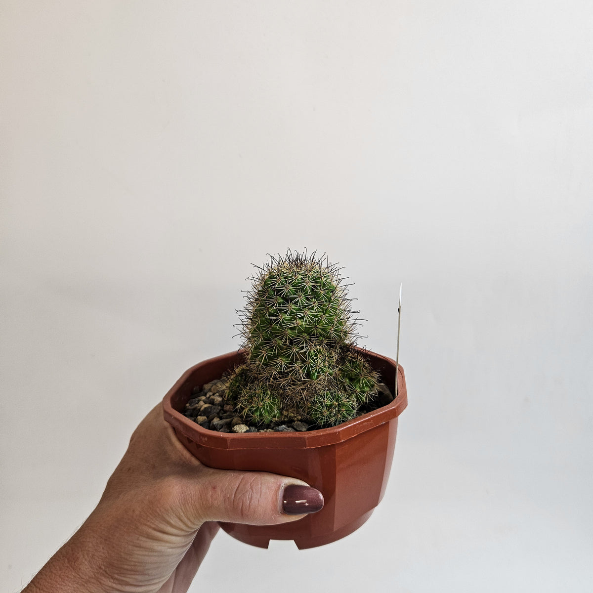 Cacti from Curious Cacti, Choose one from our selection