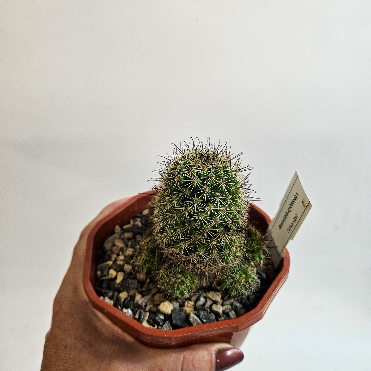 Cacti from Curious Cacti, Choose one from our selection