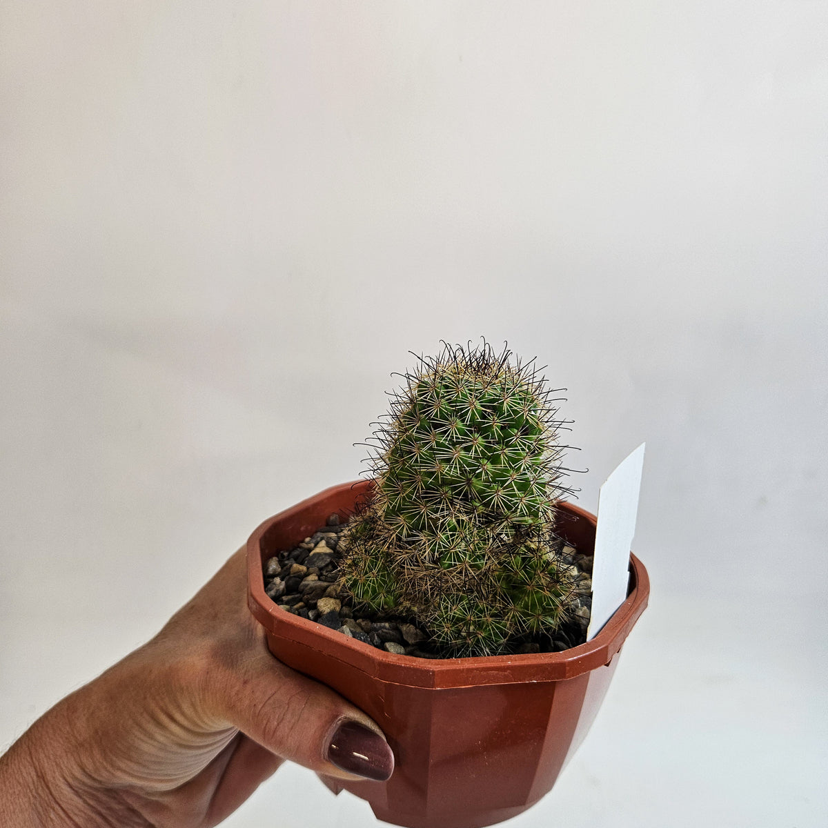 Cacti from Curious Cacti, Choose one from our selection