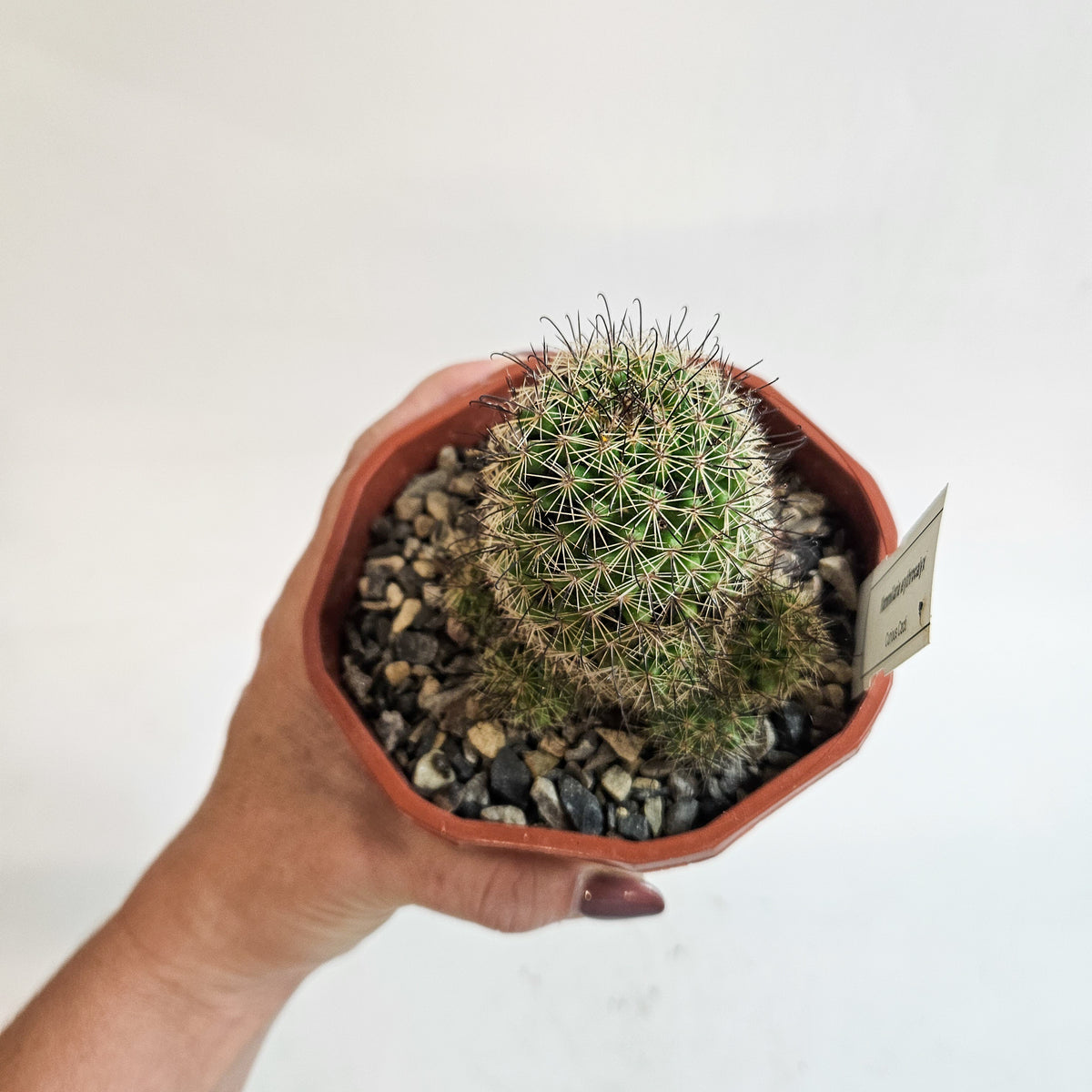 Cacti from Curious Cacti, Choose one from our selection