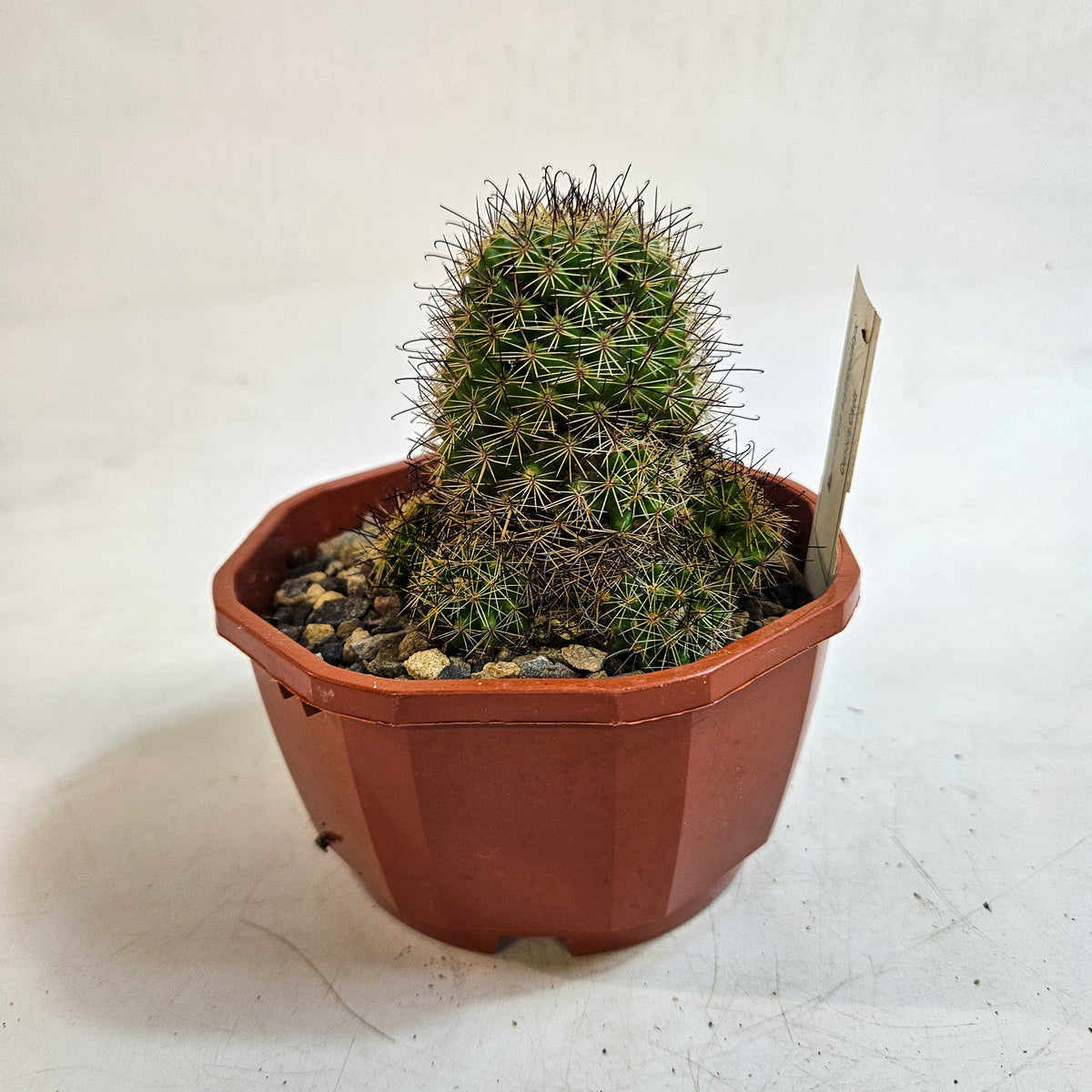 Cacti from Curious Cacti, Choose one from our selection
