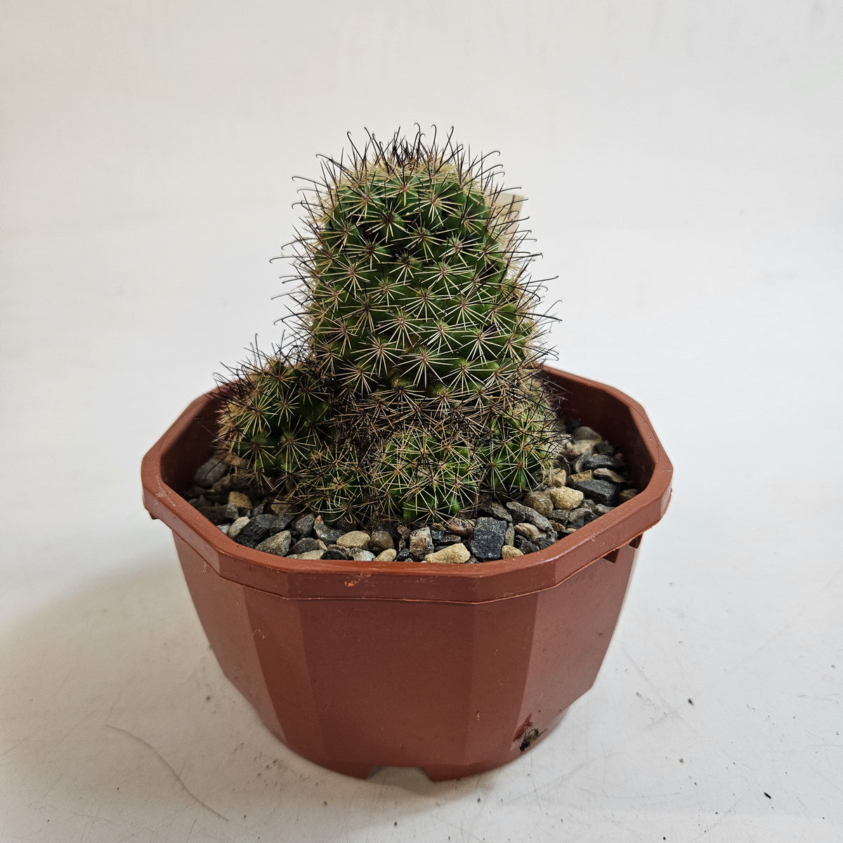 Cacti from Curious Cacti, Choose one from our selection