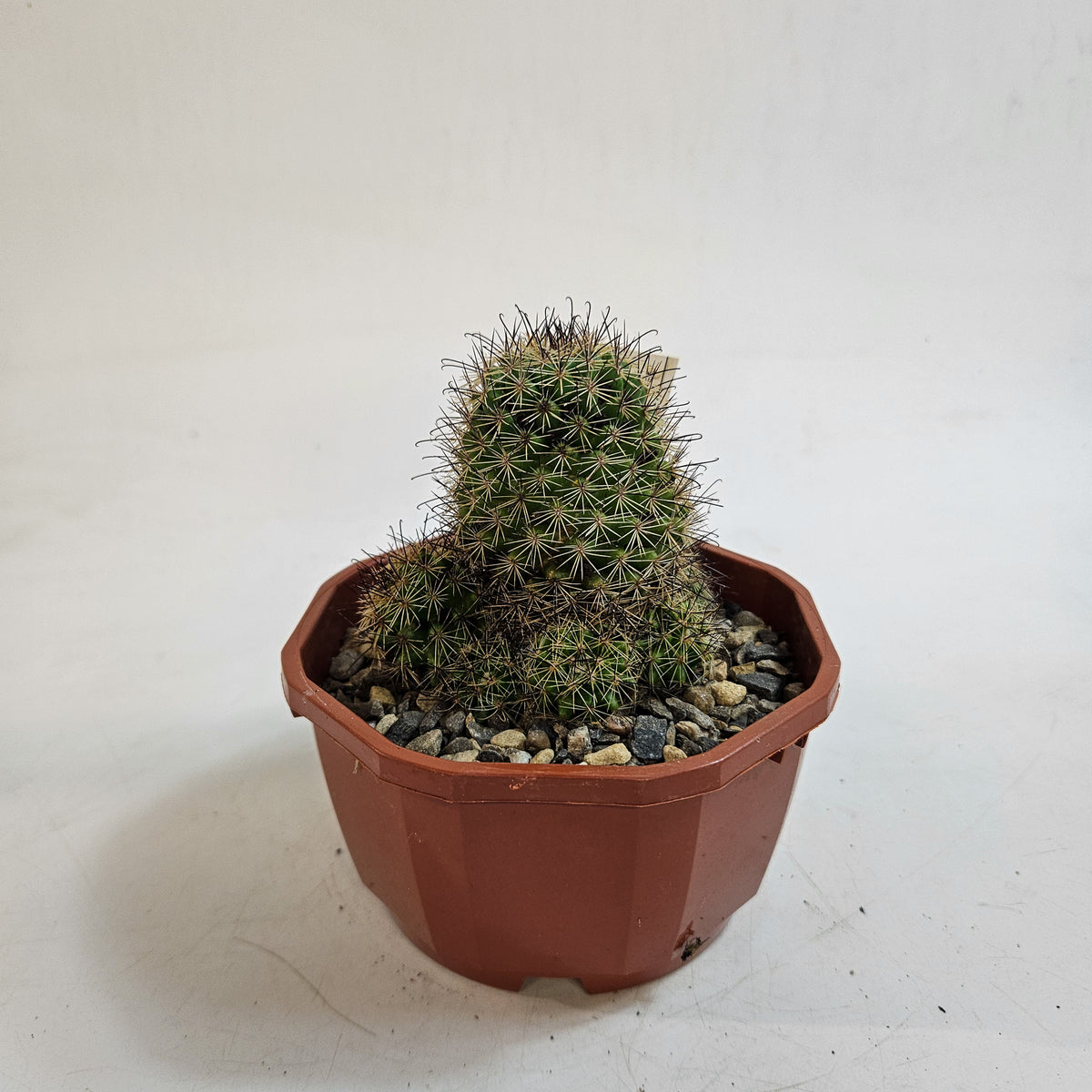 Cacti from Curious Cacti, Choose one from our selection