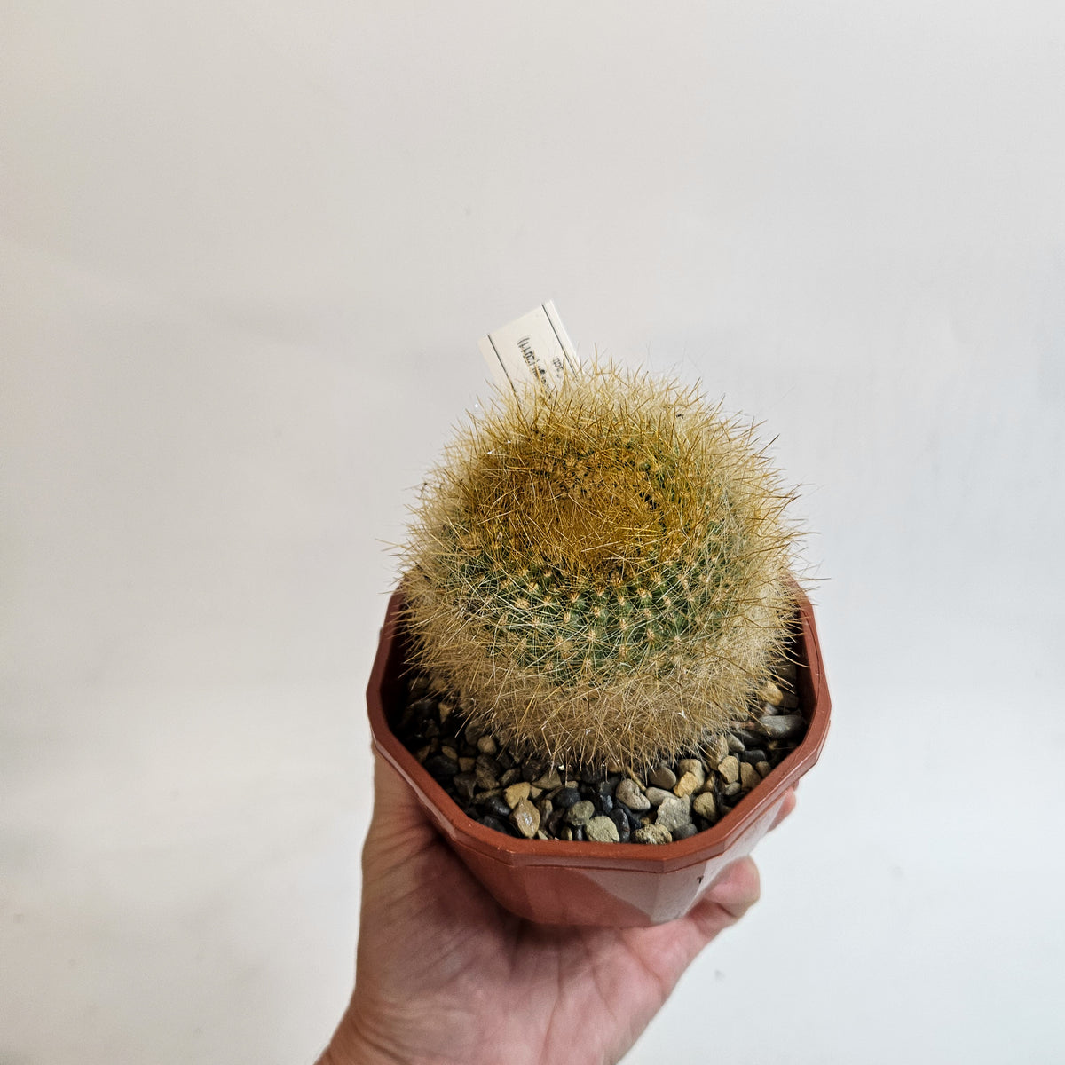 Cacti from Curious Cacti, Choose one from our selection