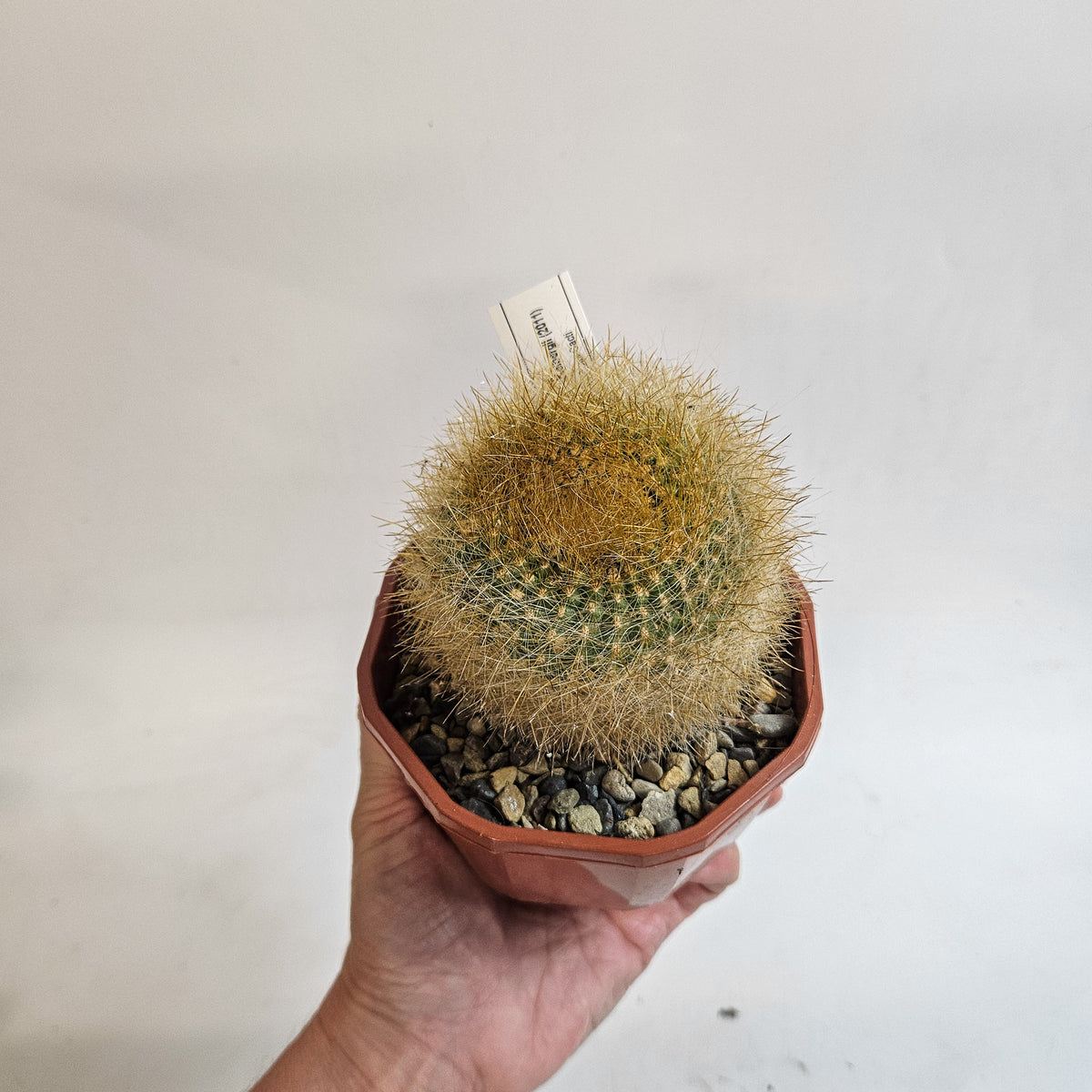 Cacti from Curious Cacti, Choose one from our selection