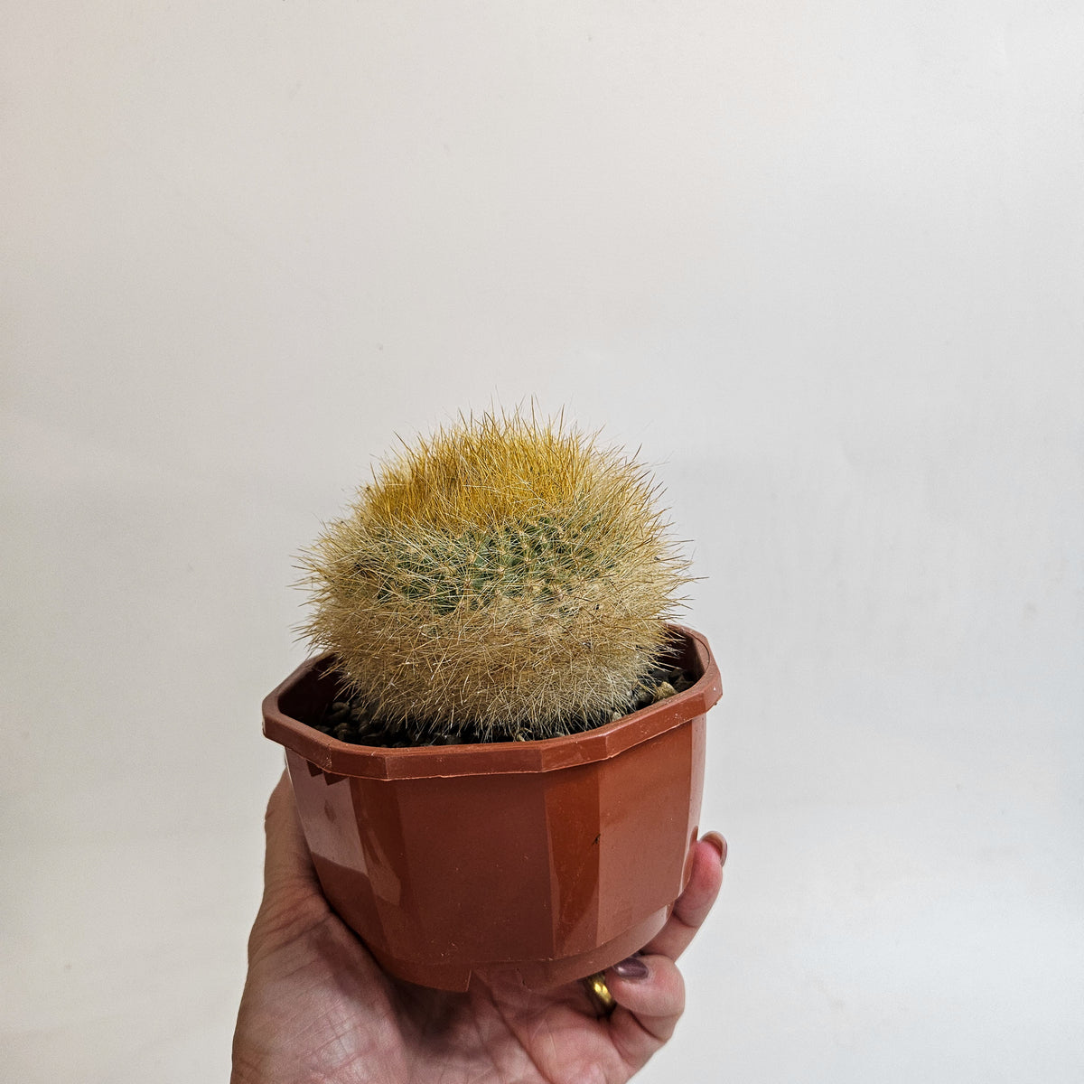 Cacti from Curious Cacti, Choose one from our selection