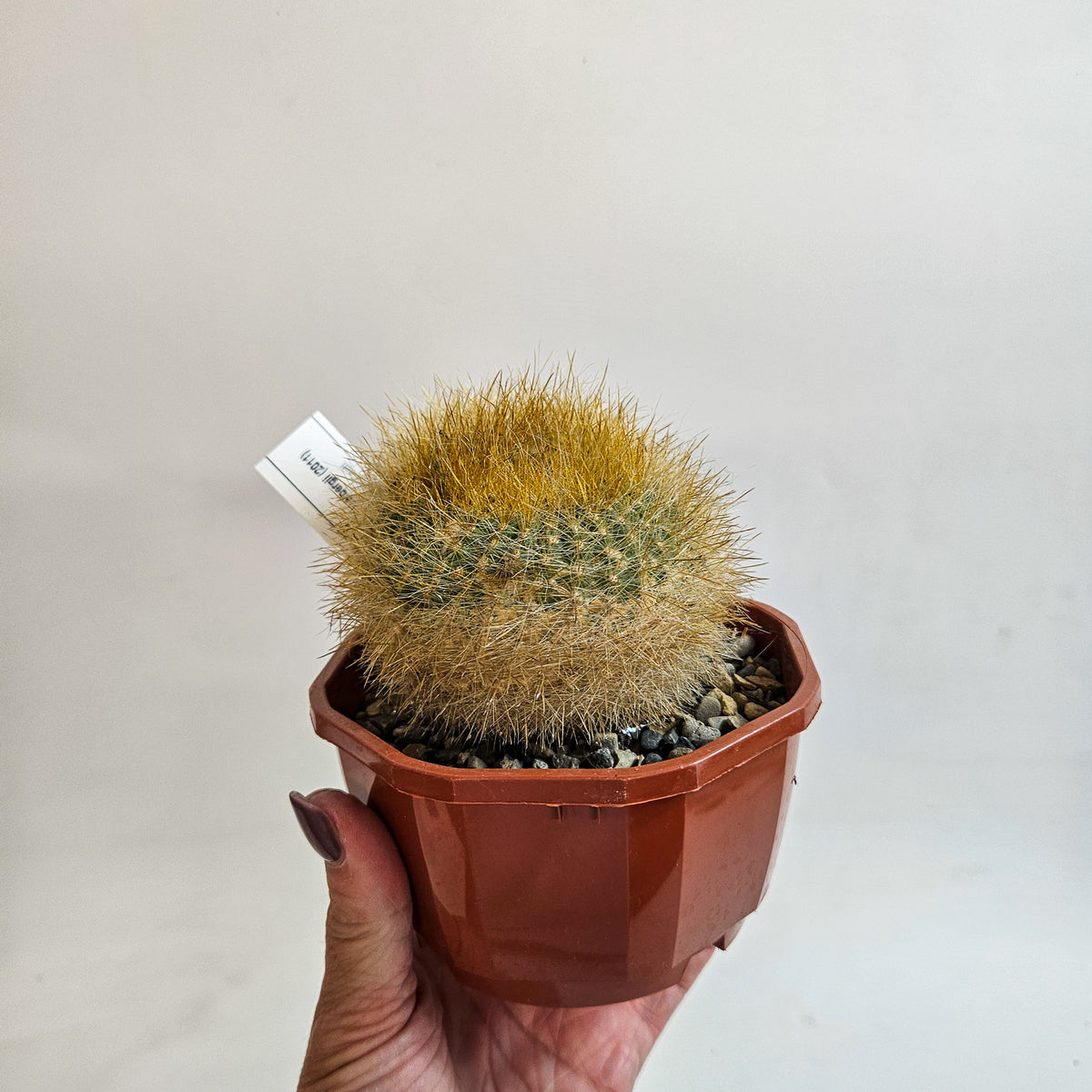 Cacti from Curious Cacti, Choose one from our selection