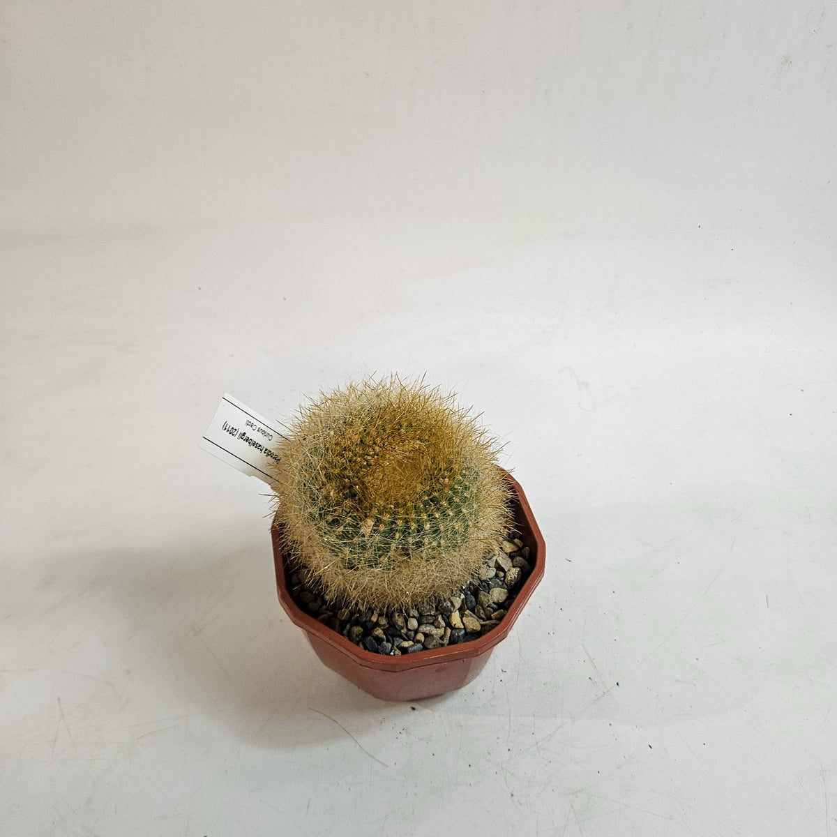 Cacti from Curious Cacti, Choose one from our selection