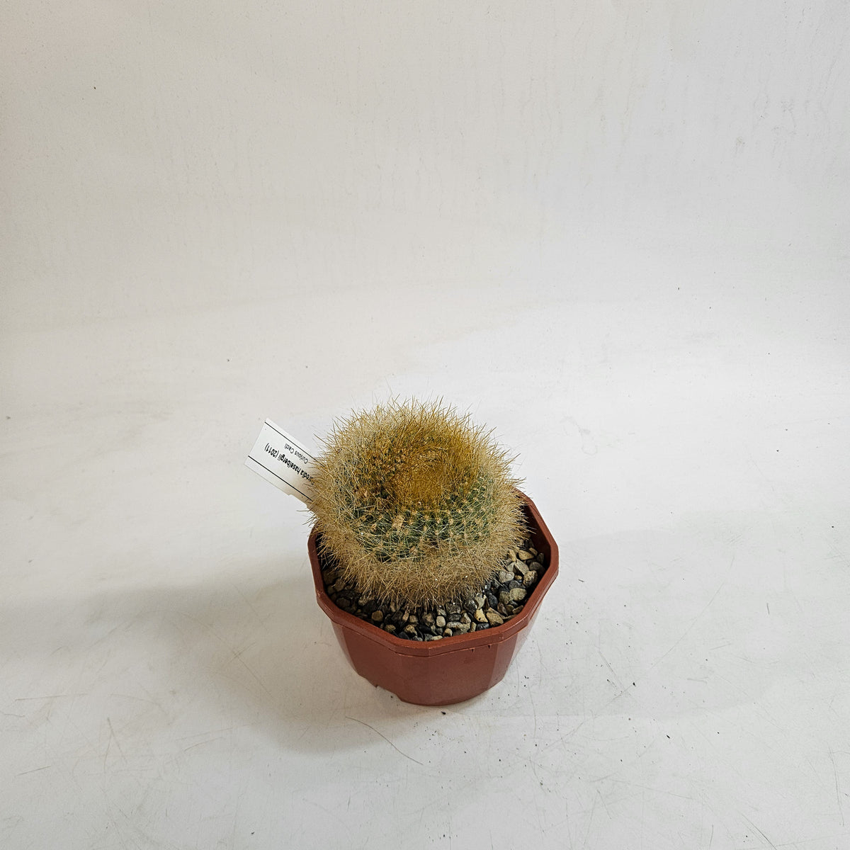 Cacti from Curious Cacti, Choose one from our selection