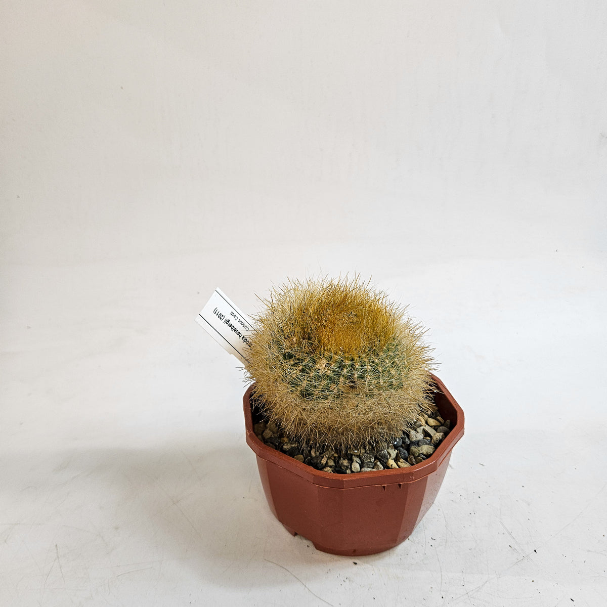 Cacti from Curious Cacti, Choose one from our selection