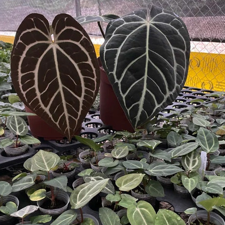Anthurium carlablackiae