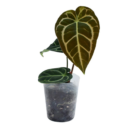Anthurium carlablackiae