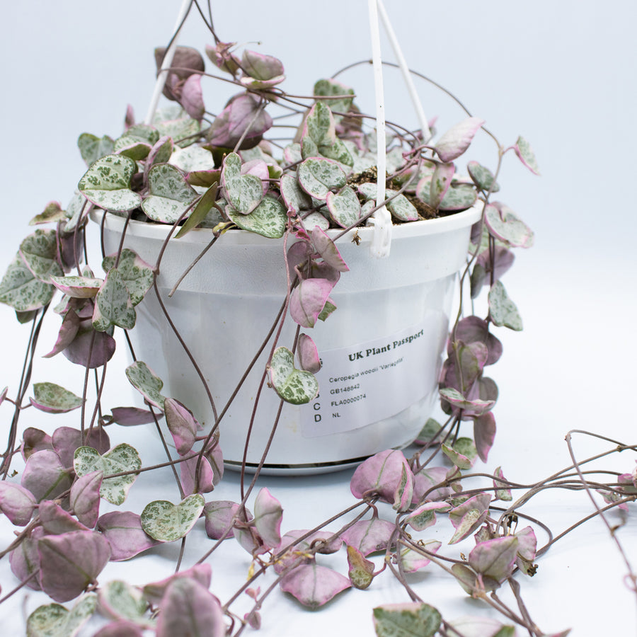 Ceropegia woodii 'Variegata'