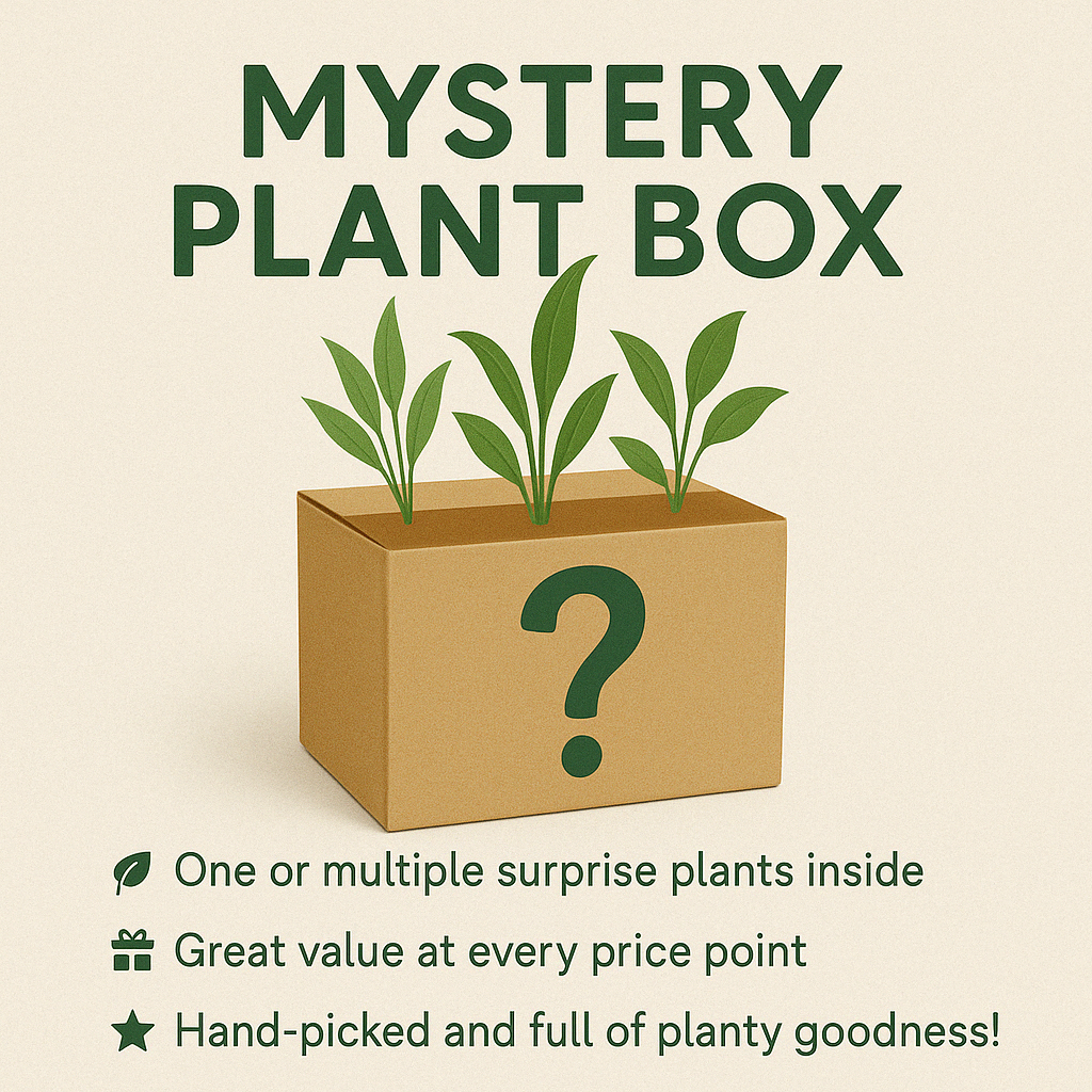 Mystery Plant Box