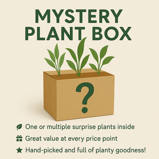 Mystery Plant Box