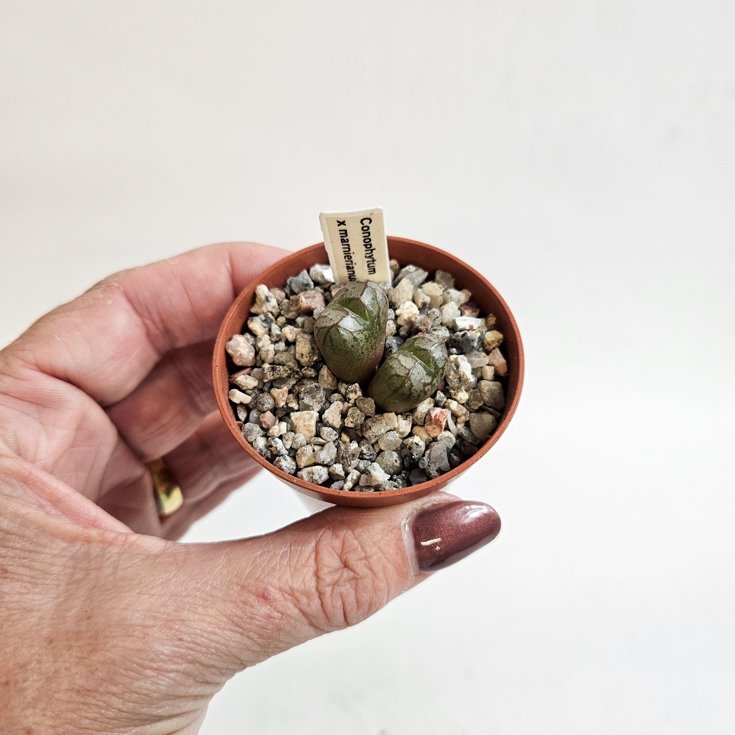 Conophytum x marnierianum