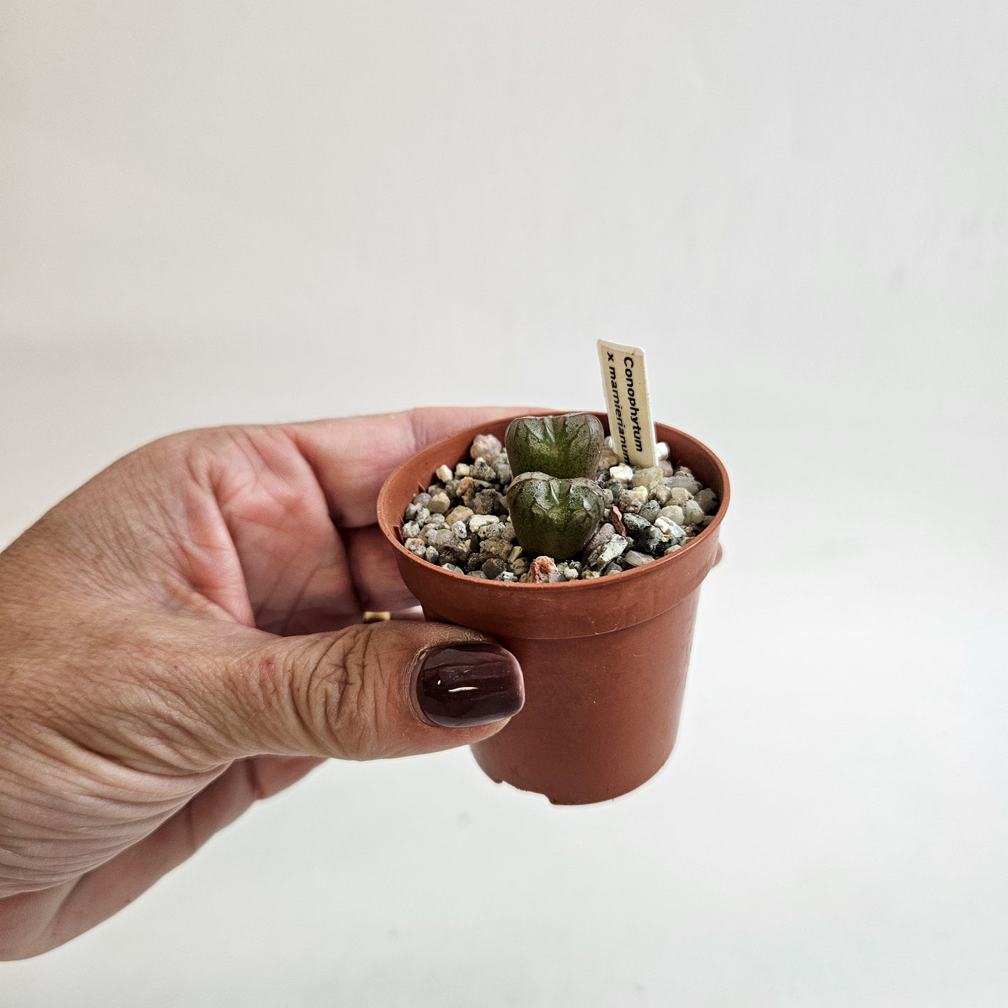 Conophytum x marnierianum