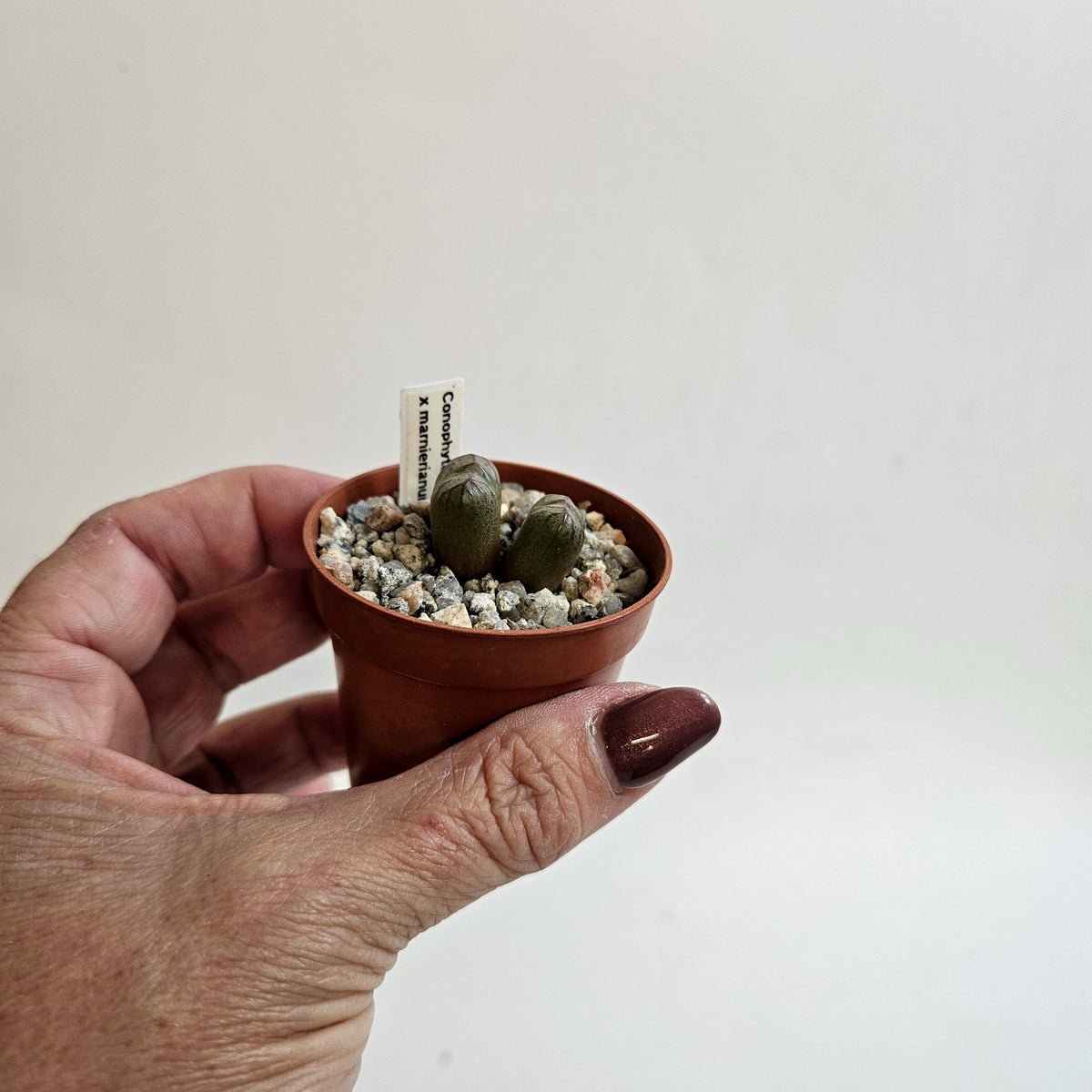 Conophytum x marnierianum