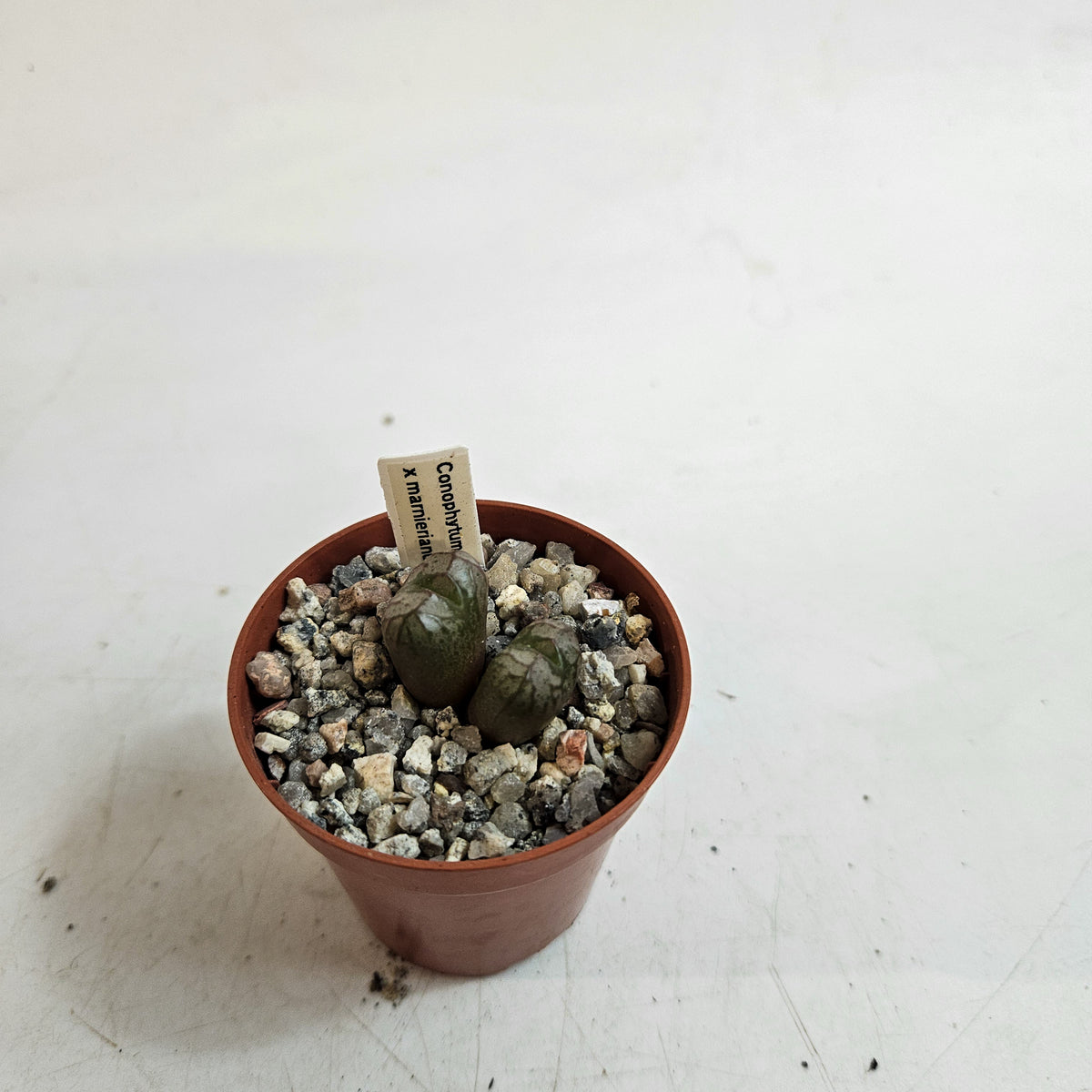Conophytum x marnierianum