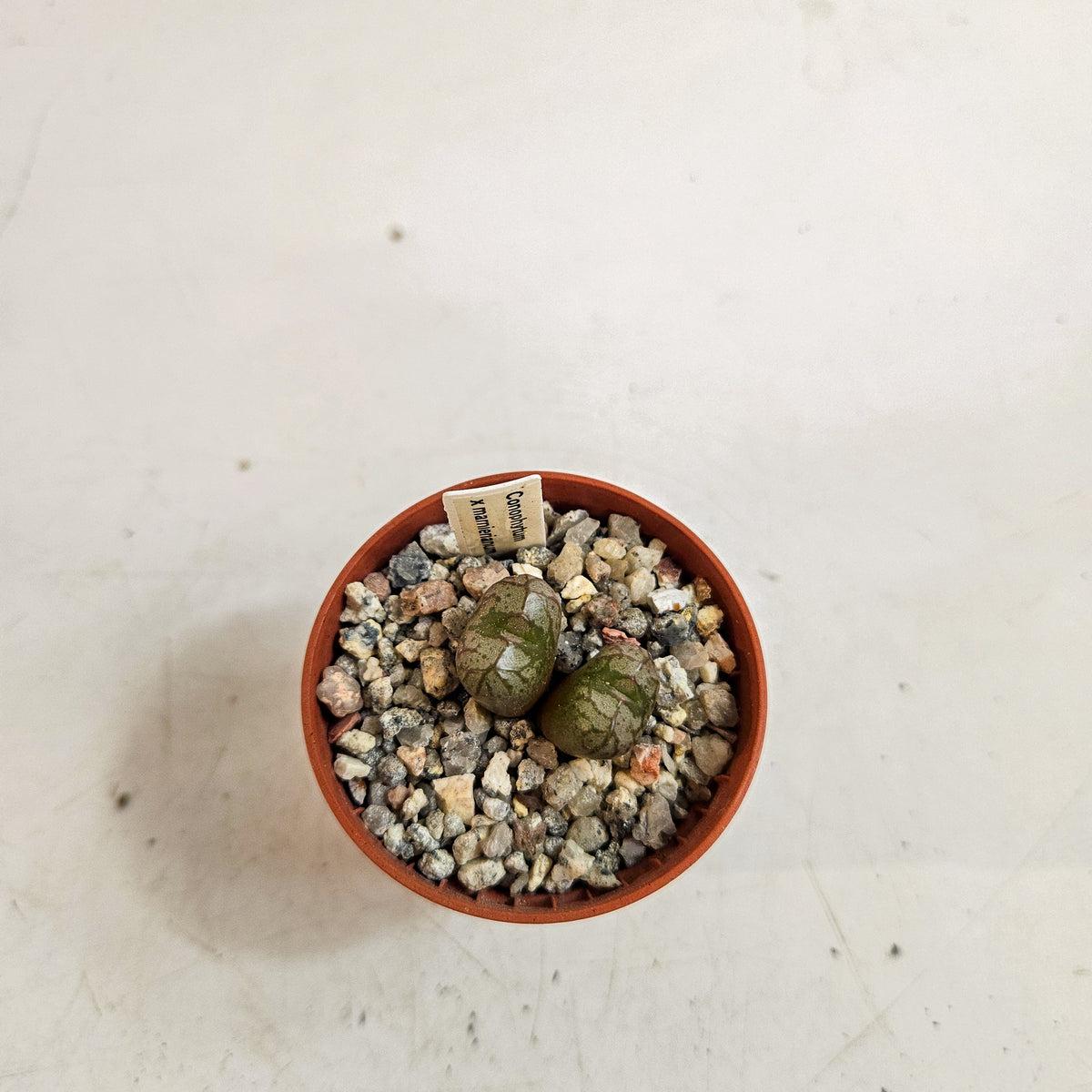 Conophytum x marnierianum