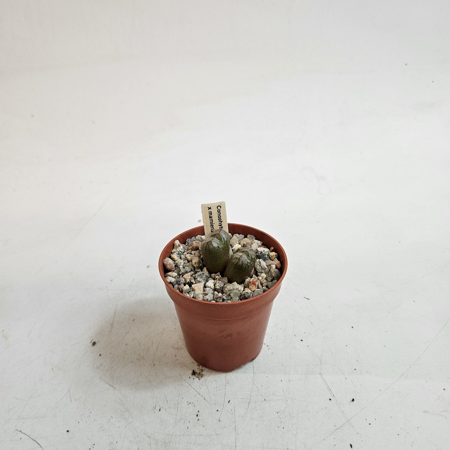 Conophytum x marnierianum