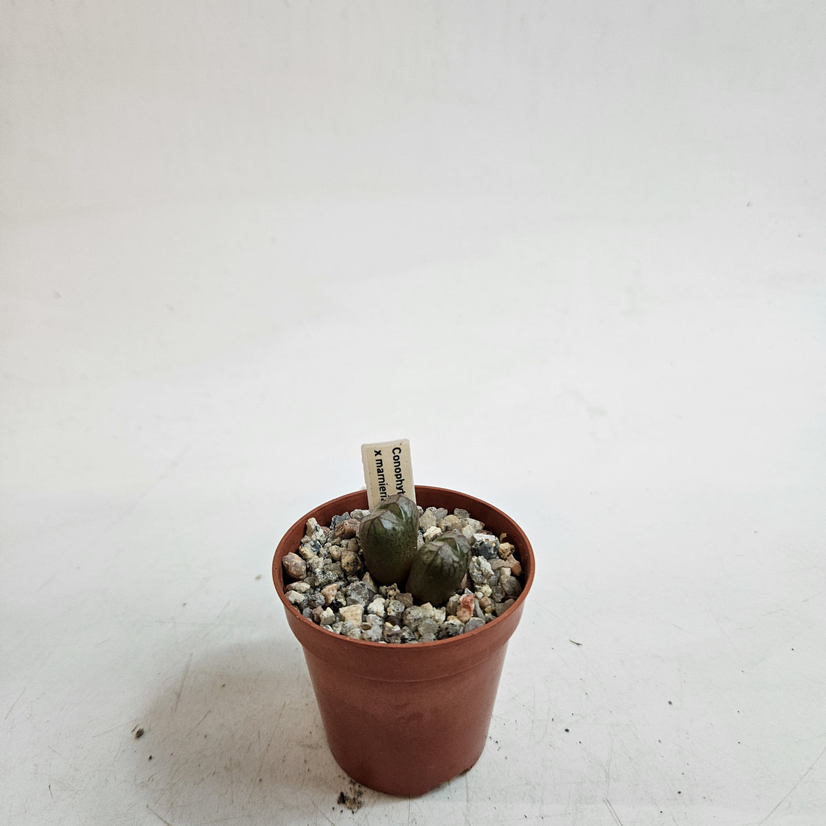 Conophytum x marnierianum