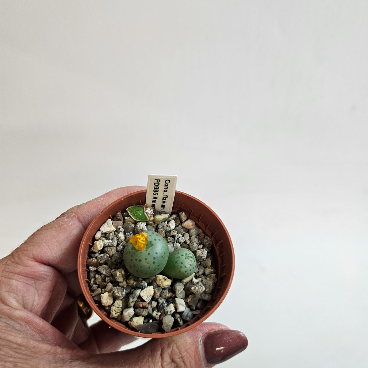 Conophytum flavum TS/PD985, Amampoort