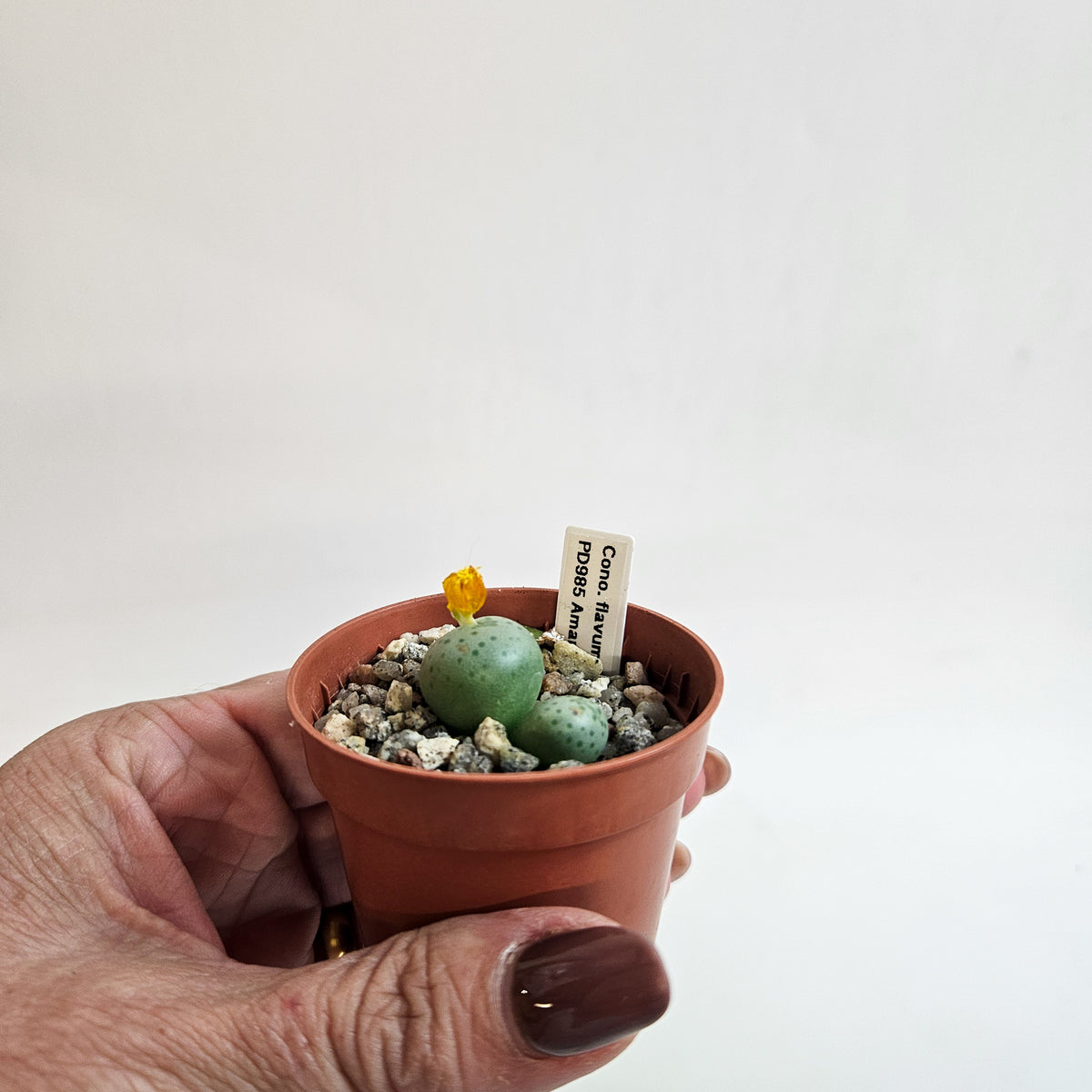 Conophytum flavum TS/PD985, Amampoort