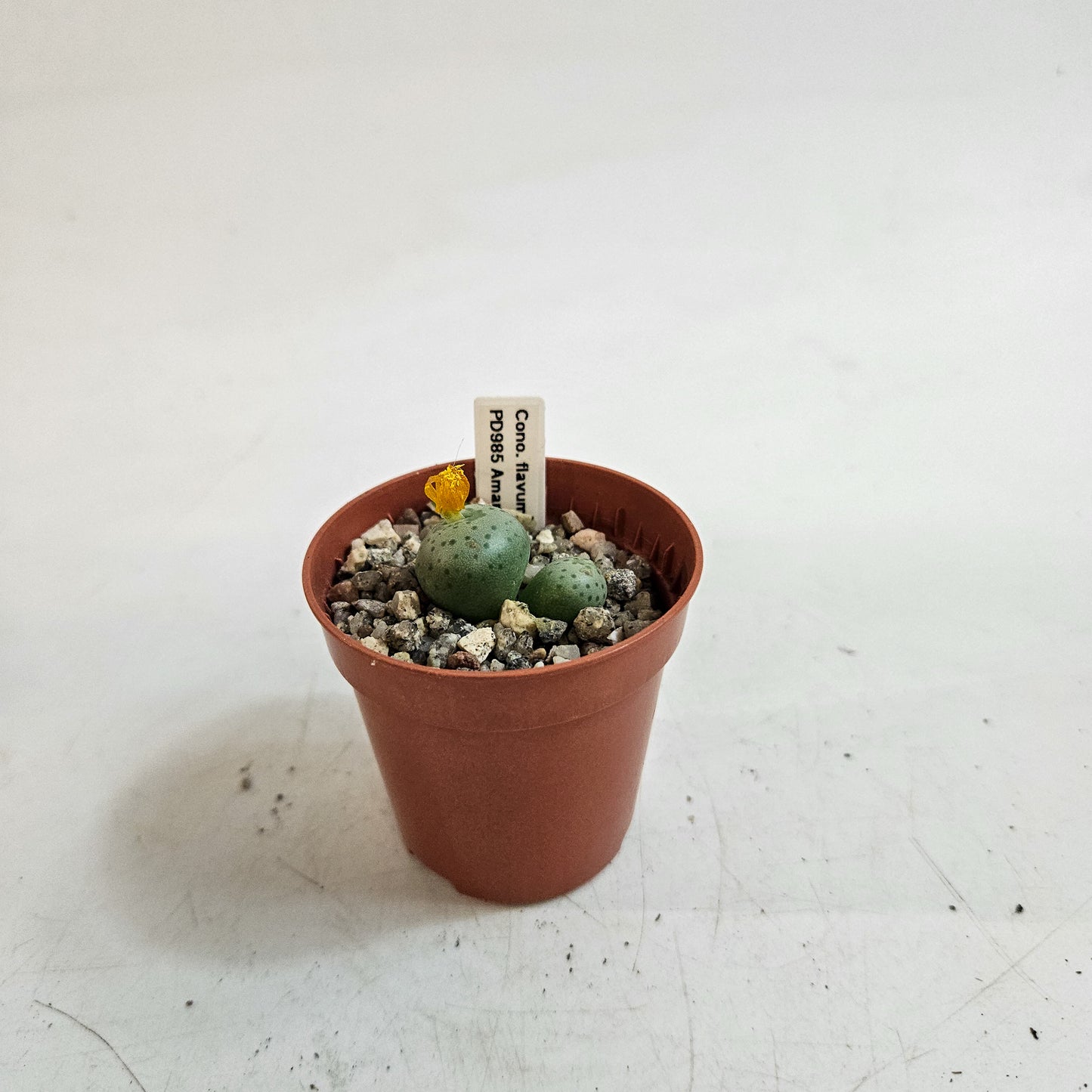 Conophytum flavum TS/PD985, Amampoort