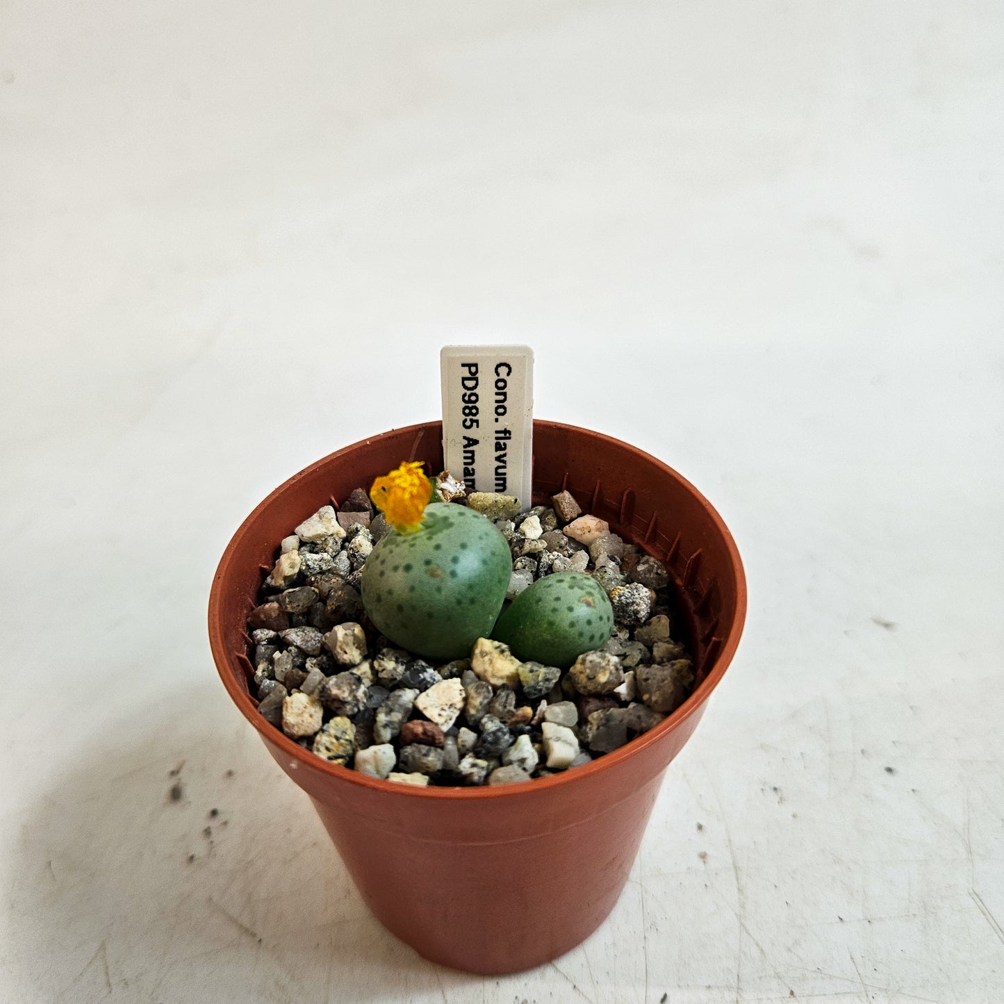 Conophytum flavum TS/PD985, Amampoort