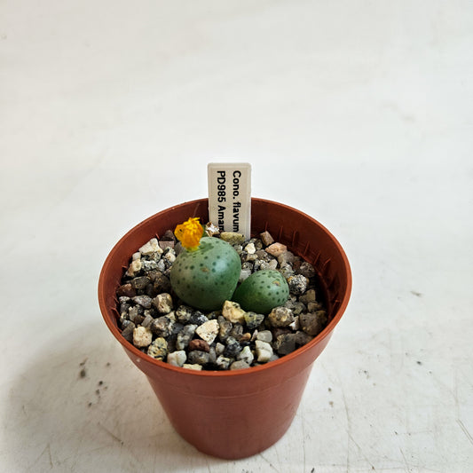 Conophytum flavum TS/PD985, Amampoort