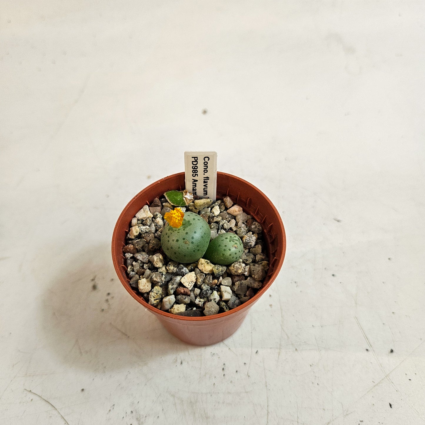 Conophytum flavum TS/PD985, Amampoort