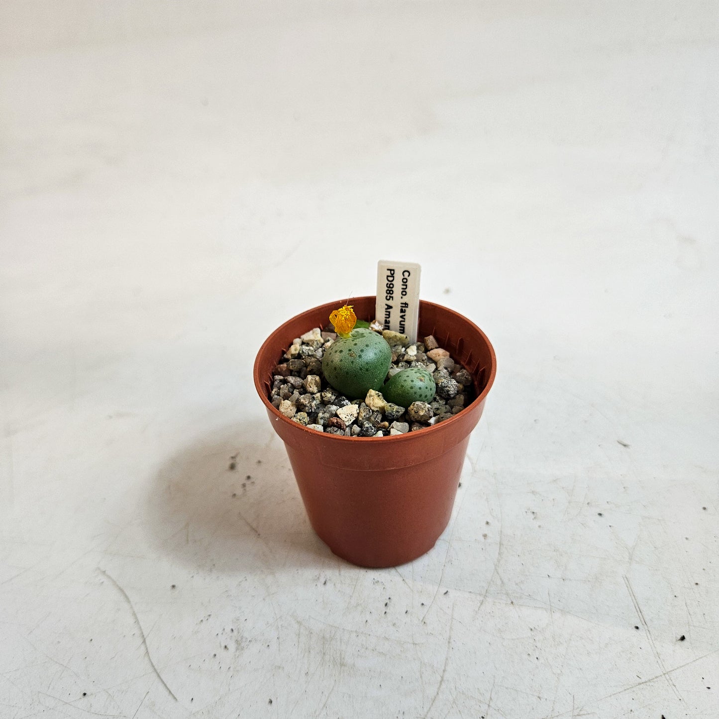 Conophytum flavum TS/PD985, Amampoort