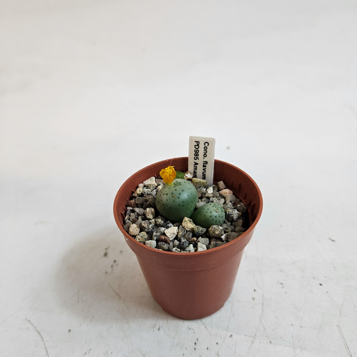 Conophytum flavum TS/PD985, Amampoort